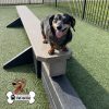dog park equipment jump balance beam 03