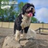 dog playground equipment luxury climbing boulder l 08