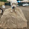 dog playground equipment luxury climbing boulder l 14