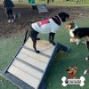 Dog Playground Equipment Mini Hill Climb LX 06