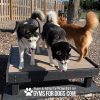 Dog Playground Equipment Training Platform SM 03