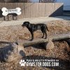 dog playground equipment ellies jump balance beam 05