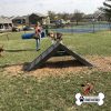 dog playground equipment hill climb 01