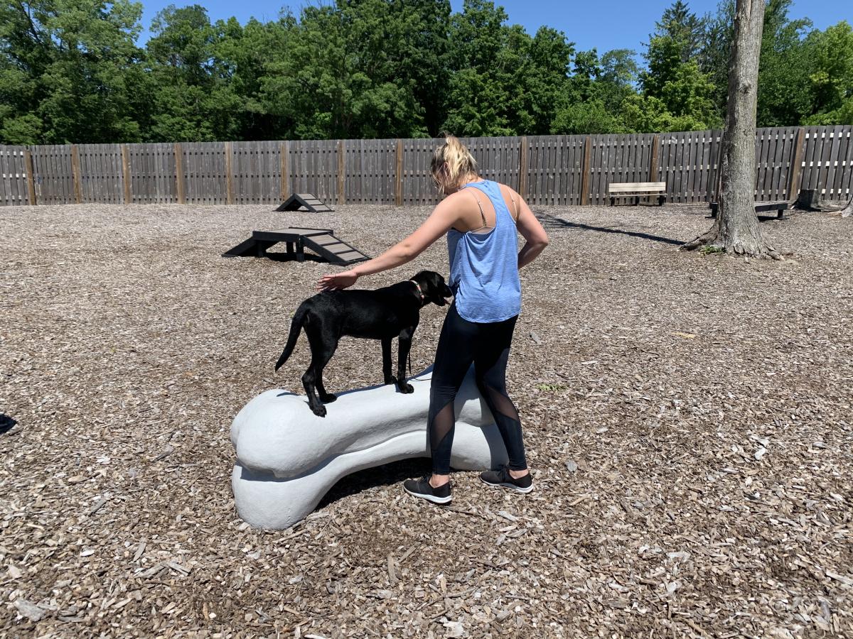 Dog Themed Bones Park Bench  All About Doody Pet Solutions