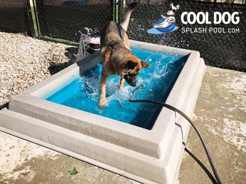 dog-park-products-cool-dog-splash-pool-1