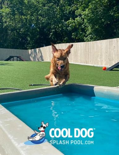 dog-park-products-cool-dog-splash-pool-10