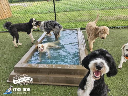 dog-park-products-cool-dog-splash-pool-13