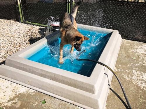 dog-park-products-cool-dog-splash-pool-2