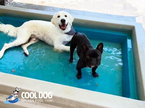 dog-park-products-cool-dog-splash-pool-5