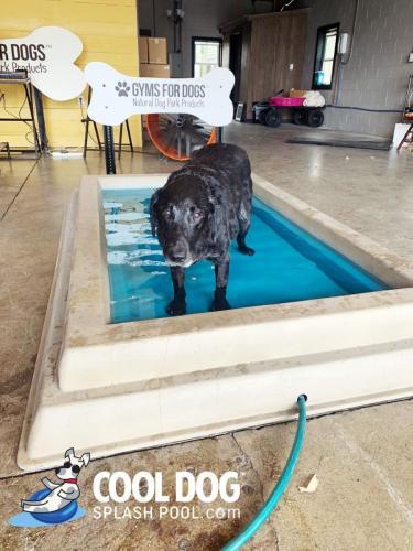 dog-park-products-cool-dog-splash-pool-6