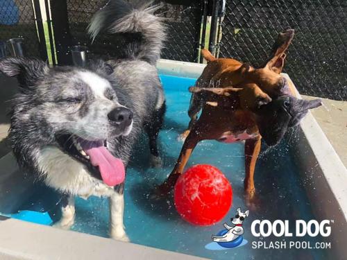 dog-park-products-cool-dog-splash-pool-7