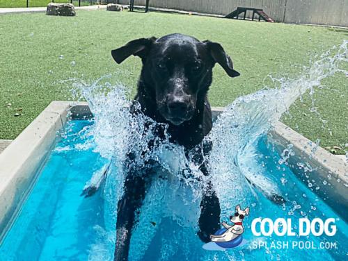 dog-park-products-cool-dog-splash-pool-8