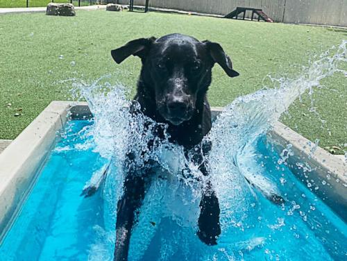 dog-park-products-cool-dog-splash-pool-9